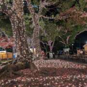 ヒメ日記 2025/12/07 00:01 投稿 ゆな 柏人妻花壇