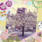 ヒメ日記 2025/04/07 10:27 投稿 まみ 柏人妻花壇