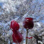 ヒメ日記 2025/04/02 08:46 投稿 ひびき 柏人妻花壇