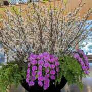 ヒメ日記 2025/03/05 18:06 投稿 かなめ 奥鉄オクテツ大阪