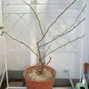 ヒメ日記 2026/01/17 20:19 投稿 八木はるか OtoLABO～前立腺マッサージ（ドライオーガズム）専門店～