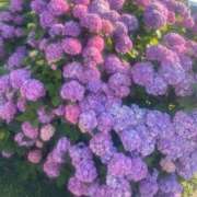 ヒメ日記 2025/07/01 17:15 投稿 綾 マダム錦糸町