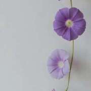 ヒメ日記 2025/08/12 19:31 投稿 ユヅキ マテリアル