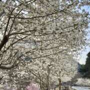 ヒメ日記 2025/04/09 10:30 投稿 なみ 谷町人妻ゴールデン倶楽部