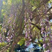 ヒメ日記 2025/05/10 08:50 投稿 なみ 谷町人妻ゴールデン倶楽部