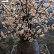 ヒメ日記 2025/03/09 13:15 投稿 かなめ 奥鉄オクテツ兵庫