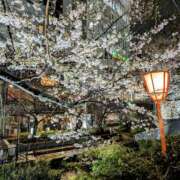 ヒメ日記 2025/04/01 19:32 投稿 かなめ 奥鉄オクテツ兵庫