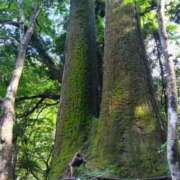 ヒメ日記 2025/08/03 09:13 投稿 白石　れいか YUDEN〜油殿〜谷九・日本橋店