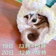 ヒメ日記 2026/07/08 22:38 投稿 はな ぽっちゃりきぶん