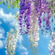 ヒメ日記 2025/01/13 22:03 投稿 すみ 即アポ奥さん ～津・松阪店～