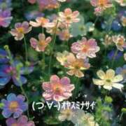 ヒメ日記 2025/01/24 23:43 投稿 すみ 即アポ奥さん ～津・松阪店～