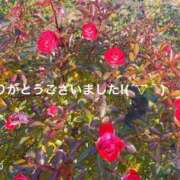 ヒメ日記 2025/06/22 16:14 投稿 すみ 即アポ奥さん ～津・松阪店～