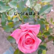 ヒメ日記 2025/06/25 06:44 投稿 すみ 即アポ奥さん ～津・松阪店～