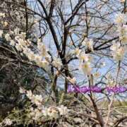 ヒメ日記 2025/09/19 14:24 投稿 すみ 即アポ奥さん ～津・松阪店～