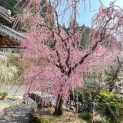 ヒメ日記 2025/09/29 15:51 投稿 すみ 即アポ奥さん ～津・松阪店～