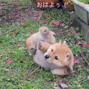 ヒメ日記 2025/11/02 07:24 投稿 すみ 即アポ奥さん ～津・松阪店～