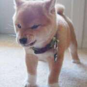 ヒメ日記 2025/11/21 16:24 投稿 すみ 即アポ奥さん ～津・松阪店～