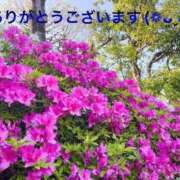 ヒメ日記 2026/01/11 11:23 投稿 すみ 即アポ奥さん ～津・松阪店～