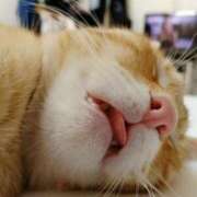 ヒメ日記 2026/01/29 01:34 投稿 すみ 即アポ奥さん ～津・松阪店～