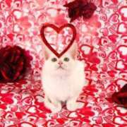 ヒメ日記 2025/04/01 11:22 投稿 ツバキ タレント倶楽部Around40