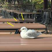 ヒメ日記 2026/03/07 00:32 投稿 ゆう 完熟ばなな 立川