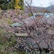 ヒメ日記 2026/04/01 14:57 投稿 ゆきほ ハピネス東京