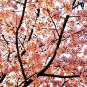 ヒメ日記 2025/03/16 17:33 投稿 葉山(はやま) 人妻城 横浜本店