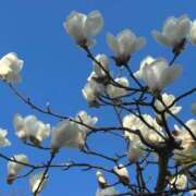 ヒメ日記 2025/03/24 07:06 投稿 葉山(はやま) 人妻城 横浜本店