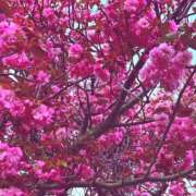 葉山(はやま) 出勤中です❁⃘*.ﾟ 人妻城 横浜本店