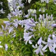 葉山(はやま) 7月のスケジュール🎐 人妻城 横浜本店