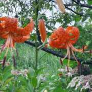葉山(はやま) おはようございます☀️ 人妻城 横浜本店