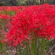 葉山(はやま) おはようございます☀️ 人妻城 横浜本店