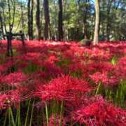 ヒメ日記 2026/09/29 09:11 投稿 葉山(はやま) 人妻城 横浜本店