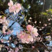 ヒメ日記 2026/03/22 12:05 投稿 葵(あおい) 渋谷蘭の会