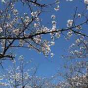 ヒメ日記 2026/04/06 16:25 投稿 葵(あおい) 渋谷蘭の会