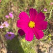 ヒメ日記 2025/11/12 07:11 投稿 なみ ギン妻パラダイス 和歌山店