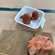 ヒメ日記 2026/03/25 09:27 投稿 なみ ギン妻パラダイス 和歌山店