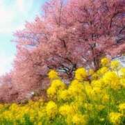 ヒメ日記 2025/03/01 08:32 投稿 サラ オトナのマル秘最前線!!