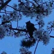 ヒメ日記 2026/04/01 14:00 投稿 サラ オトナのマル秘最前線!!