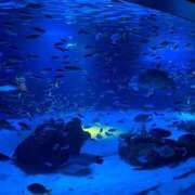 ヒメ日記 2025/09/09 12:09 投稿 ゆうな 小田原人妻城