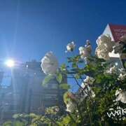 ヒメ日記 2024/12/10 16:09 投稿 わか 大塚 虹いろ回春