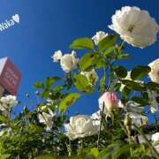 ヒメ日記 2024/12/31 15:02 投稿 わか 大塚 虹いろ回春