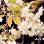 ヒメ日記 2025/01/04 10:26 投稿 わか 大塚 虹いろ回春