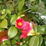 ヒメ日記 2025/01/15 13:20 投稿 椿ゆり子 五十路マダムエクスプレス船橋店(カサブランカグループ)