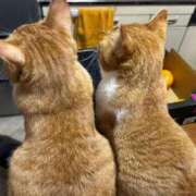 ヒメ日記 2025/11/23 00:21 投稿 麗華◇れいか 人妻吐息