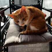 ヒメ日記 2025/12/02 10:51 投稿 麗華◇れいか 人妻吐息