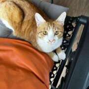 ヒメ日記 2025/12/03 12:21 投稿 麗華◇れいか 人妻吐息