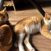 ヒメ日記 2025/12/04 11:21 投稿 麗華◇れいか 人妻吐息