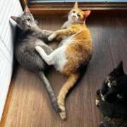 ヒメ日記 2025/12/06 15:31 投稿 麗華◇れいか 人妻吐息