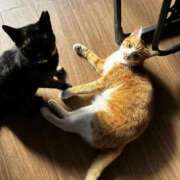 ヒメ日記 2025/12/15 10:26 投稿 麗華◇れいか 人妻吐息